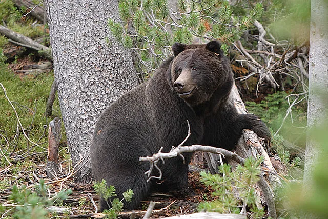 Can a crossbow kill a bear?