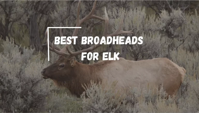 Best Broadheads for Elk 2024 – [Expert-Tested]