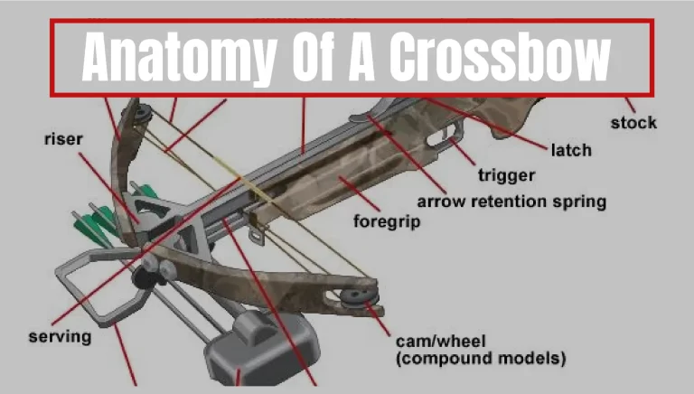 Anatomy of a Crossbow – Short & Long Explained